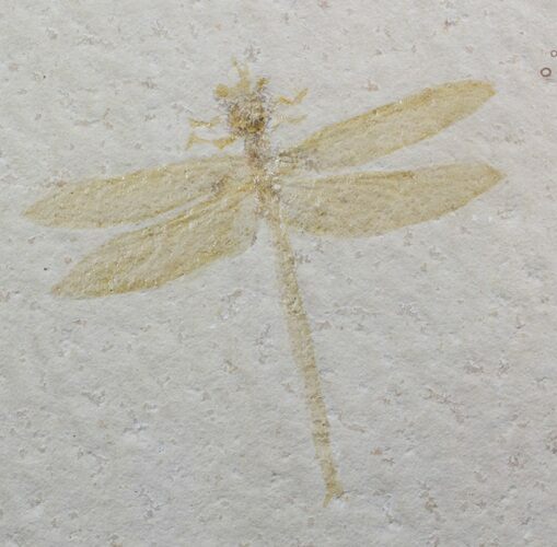 Fossil Dragonfly (Tharsophlebia) - Solnhofen Limestone #62647